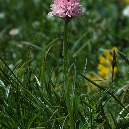 Gymnadenia widderi unspecified picture