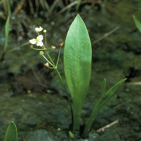 Sagittaria fasciculata unspecified picture