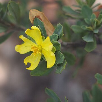 Hibbertia oligodonta unspecified picture