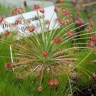 Drosera paradoxa unspecified picture