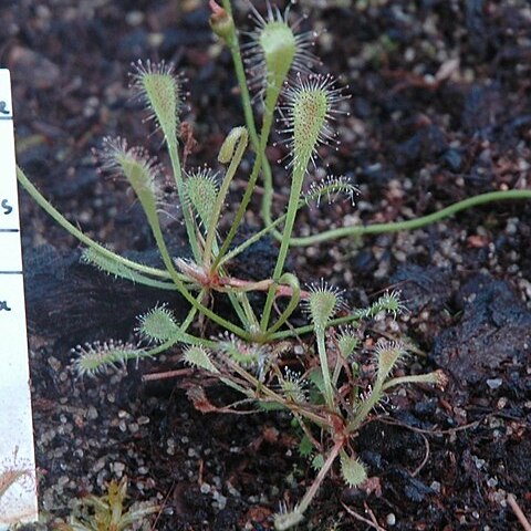 Drosera nidiformis unspecified picture