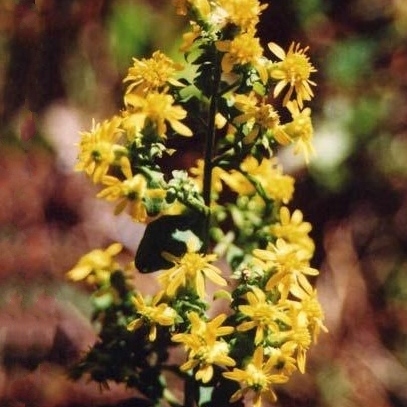 Solidago villosicarpa unspecified picture