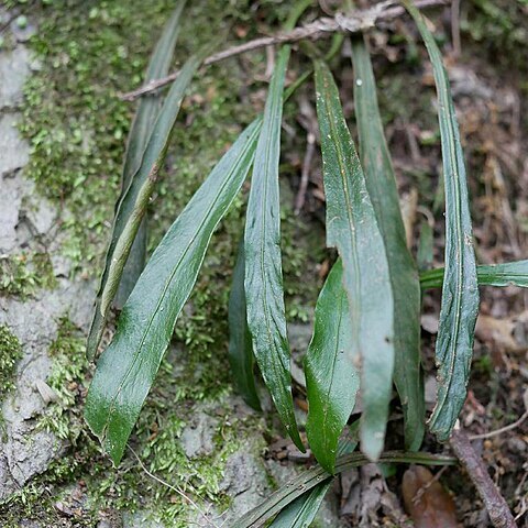 Loxogramme salicifolia unspecified picture