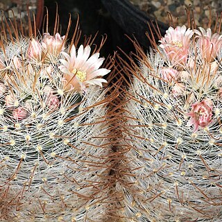 Mammillaria mercadensis unspecified picture