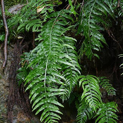 Asplenium wrightii unspecified picture