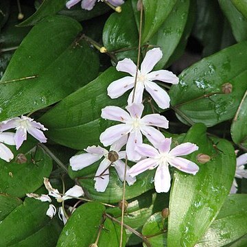 Tripladenia cunninghamii unspecified picture