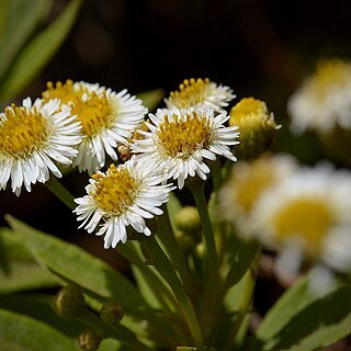 Erigeron lancifolius unspecified picture