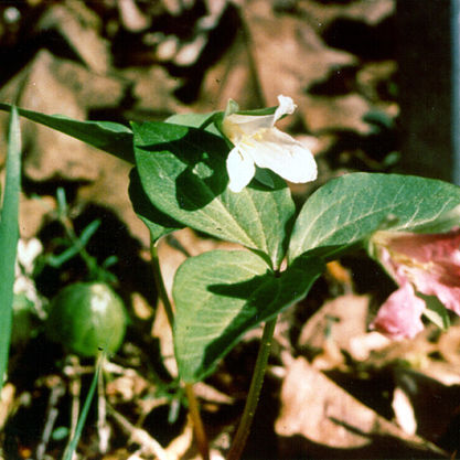 Trillium persistens unspecified picture