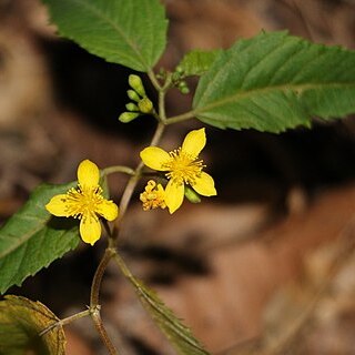 Corchorus cunninghamii unspecified picture