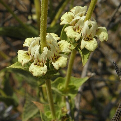 Sideritis pullulans unspecified picture