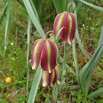 Fritillaria lusitanica subsp. lusitanica unspecified picture