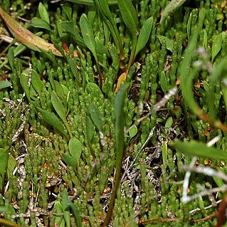 Salicornia ramosissima unspecified picture