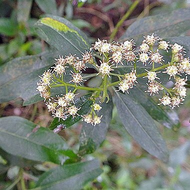 Baccharis nitida unspecified picture