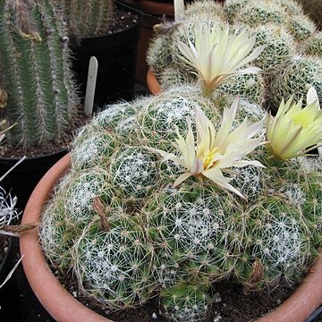 Mammillaria sphaerica unspecified picture