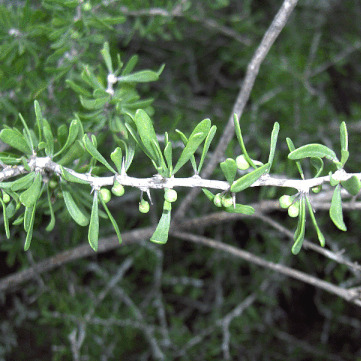 Citharexylum brachyanthum unspecified picture