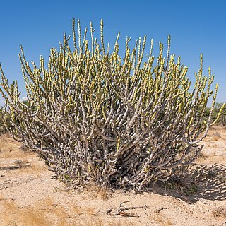 Euphorbia caducifolia unspecified picture