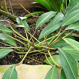 Philodendron callosum unspecified picture