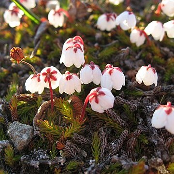 Harrimanella hypnoides unspecified picture