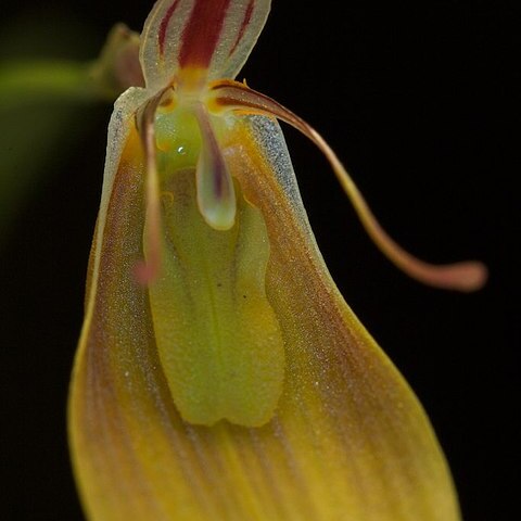 Restrepia jesupiana unspecified picture