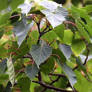 Acer caudatifolium unspecified picture