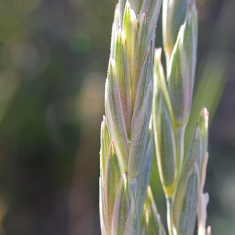 Elymus lanceolatus unspecified picture