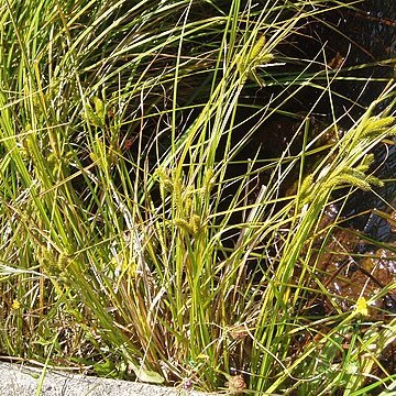 Carex maorica unspecified picture