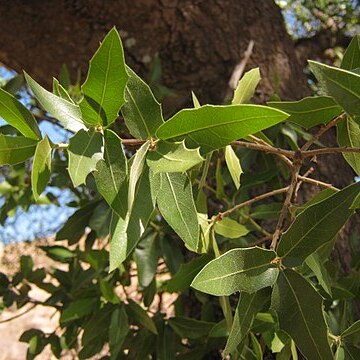 Quercus chihuahuensis unspecified picture