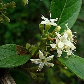 Aegiphila macrantha unspecified picture