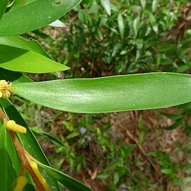 Persoonia adenantha unspecified picture