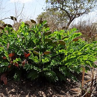 Cryptosepalum unspecified picture