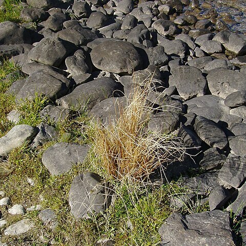 Carex kaloides unspecified picture