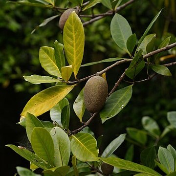 Atractocarpus sessilis unspecified picture