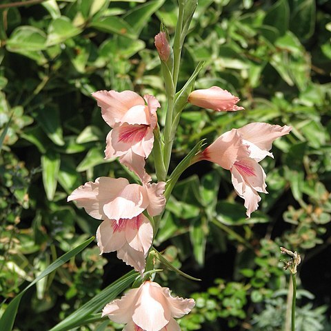 Gladiolus saundersii unspecified picture