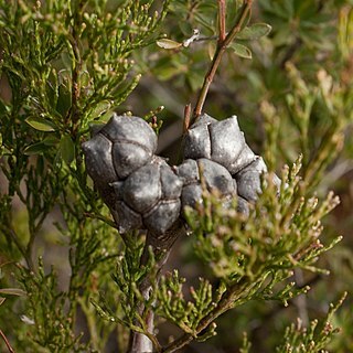 Callitris rhomboidea unspecified picture