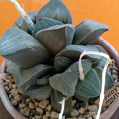 Haworthia retusa var. nigra unspecified picture