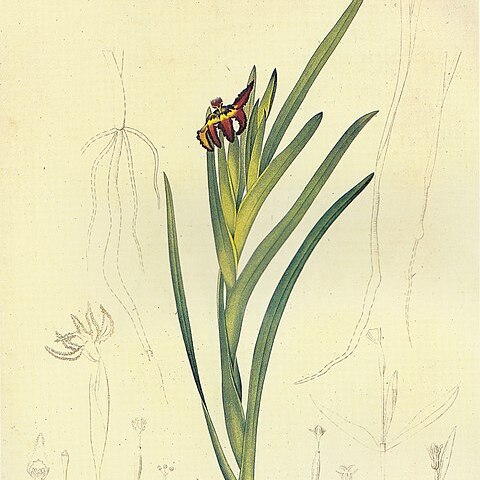 Ferraria divaricata unspecified picture