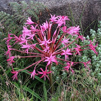 Brunsvigia natalensis unspecified picture