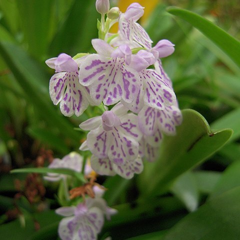 Ponerorchis unspecified picture