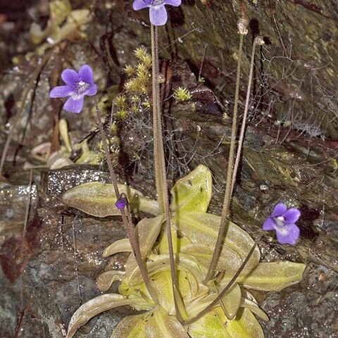 Pinguicula macroceras unspecified picture