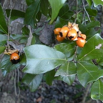 Cupaniopsis wadsworthii unspecified picture