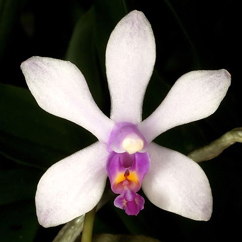 Phalaenopsis wilsonii unspecified picture