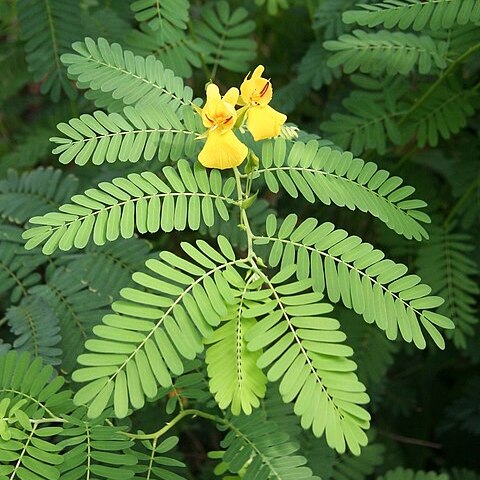 Chamaecrista glandulosa unspecified picture