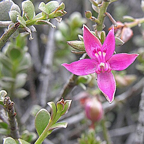 Krameria cistoidea unspecified picture