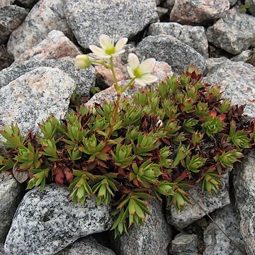 Saxifraga tricuspidata unspecified picture