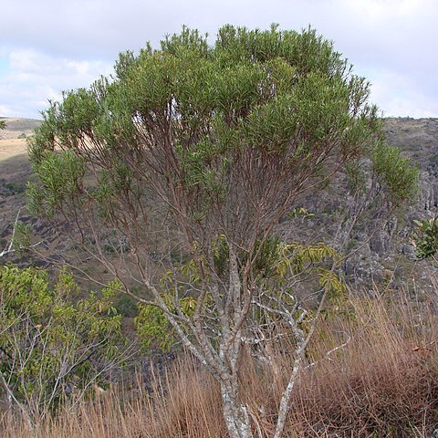 Pseudobrickellia angustissima unspecified picture