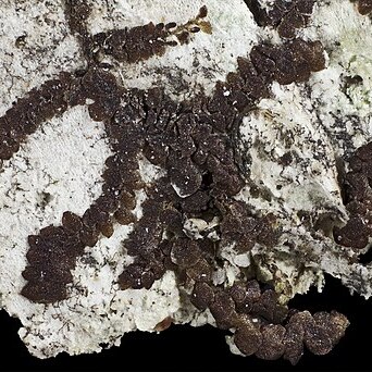 Frullania wairua unspecified picture