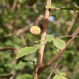 Vitex chrysocarpa unspecified picture