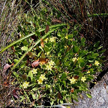 Villarsia capensis unspecified picture