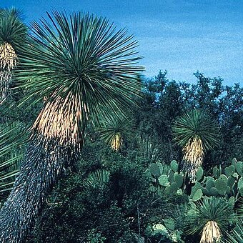 Yucca linearifolia unspecified picture