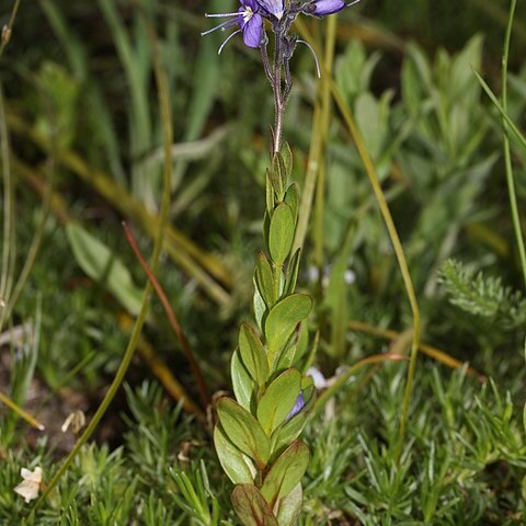 Veronica cusickii unspecified picture